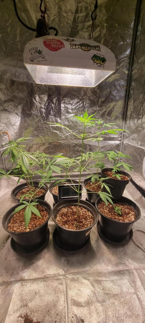 FASTBUDS. Week 4