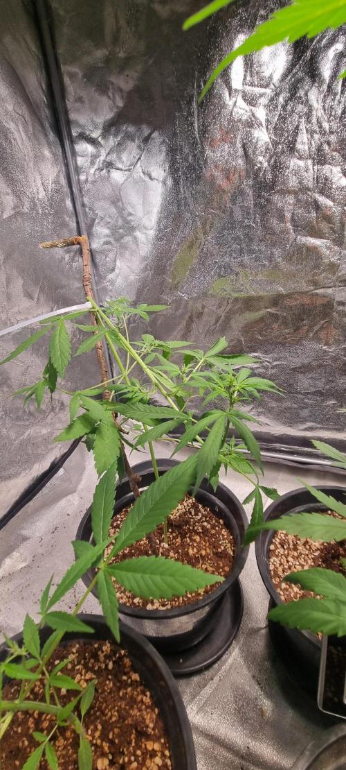 FASTBUDS. Week 4