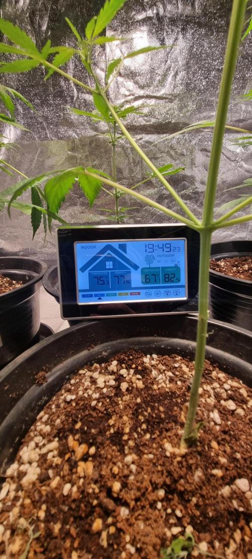 FASTBUDS. Week 4