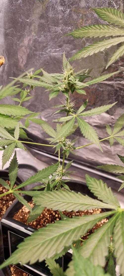 FASTBUDS. Week 5