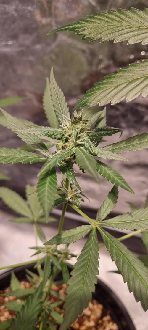 FASTBUDS. Week 5