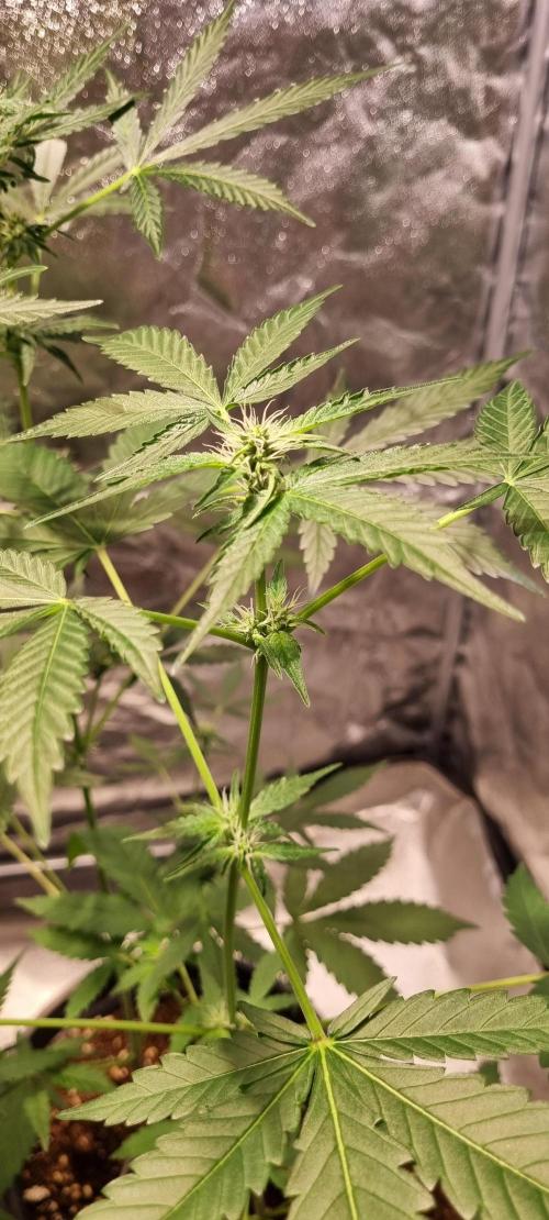 FASTBUDS. Week 5