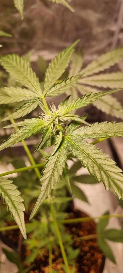 FASTBUDS. Week 5