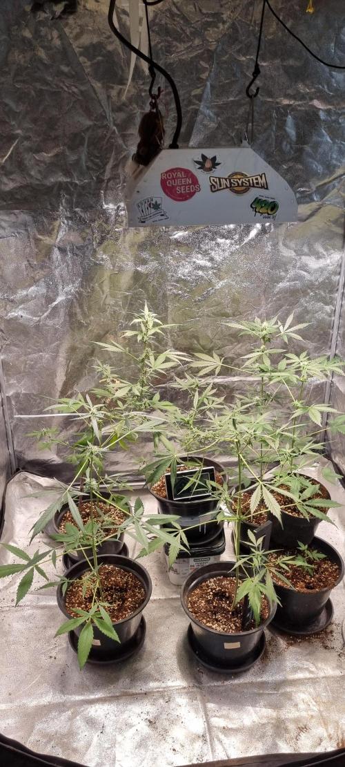 FASTBUDS. Week 5