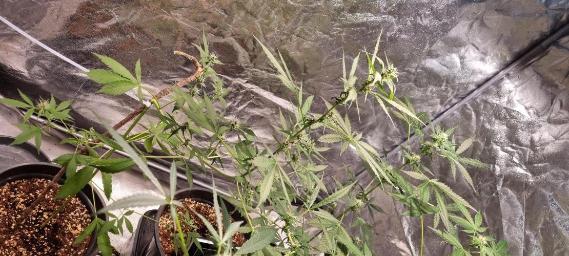 FASTBUDS. Week 5