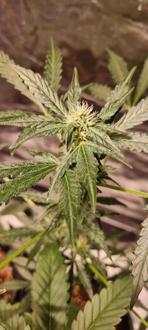 FASTBUDS. Week 5