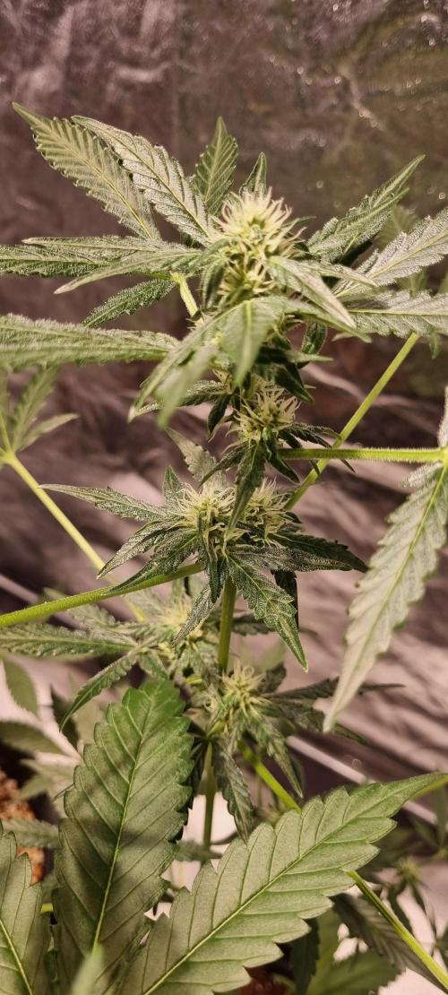 FASTBUDS. Week 5
