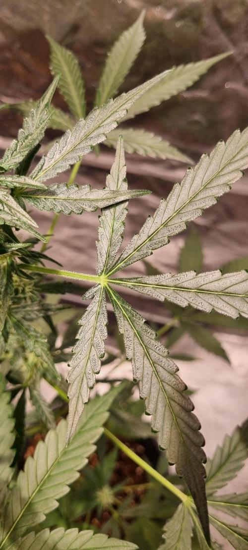 FASTBUDS. Week 5