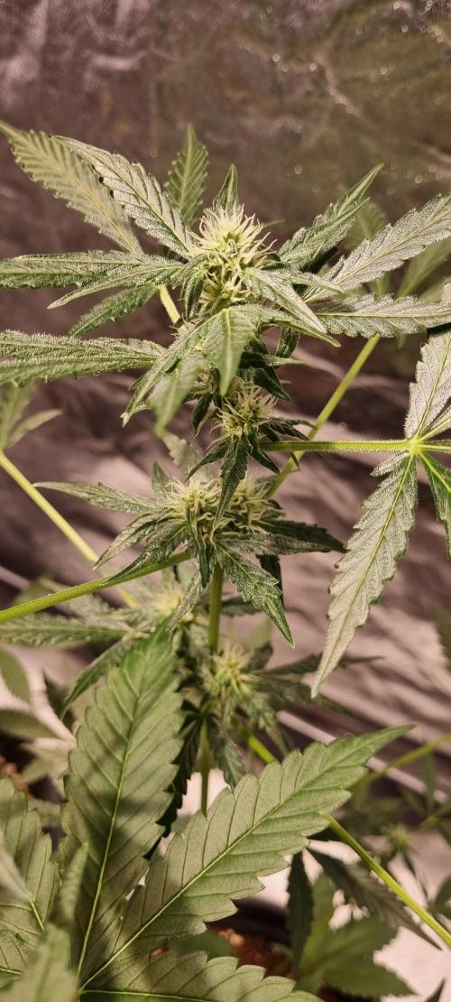 FASTBUDS. Week 5