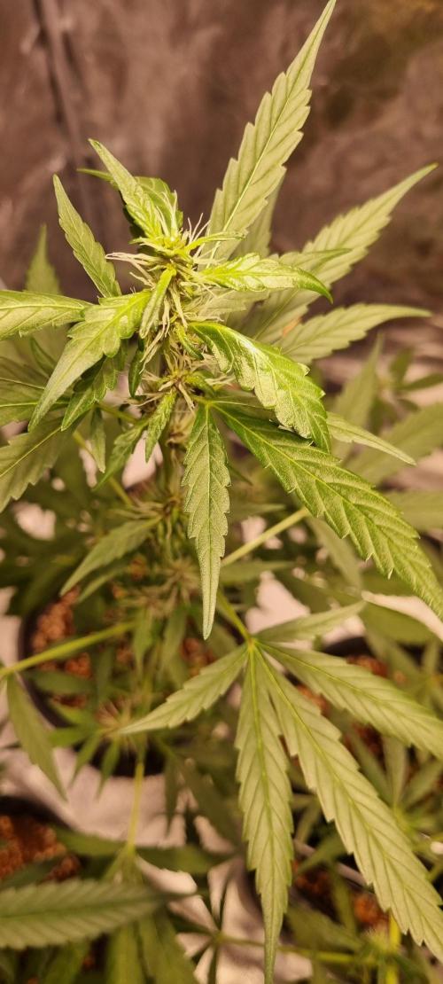 FASTBUDS. Week 5