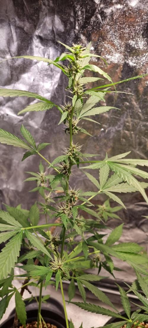 FASTBUDS. Week 5