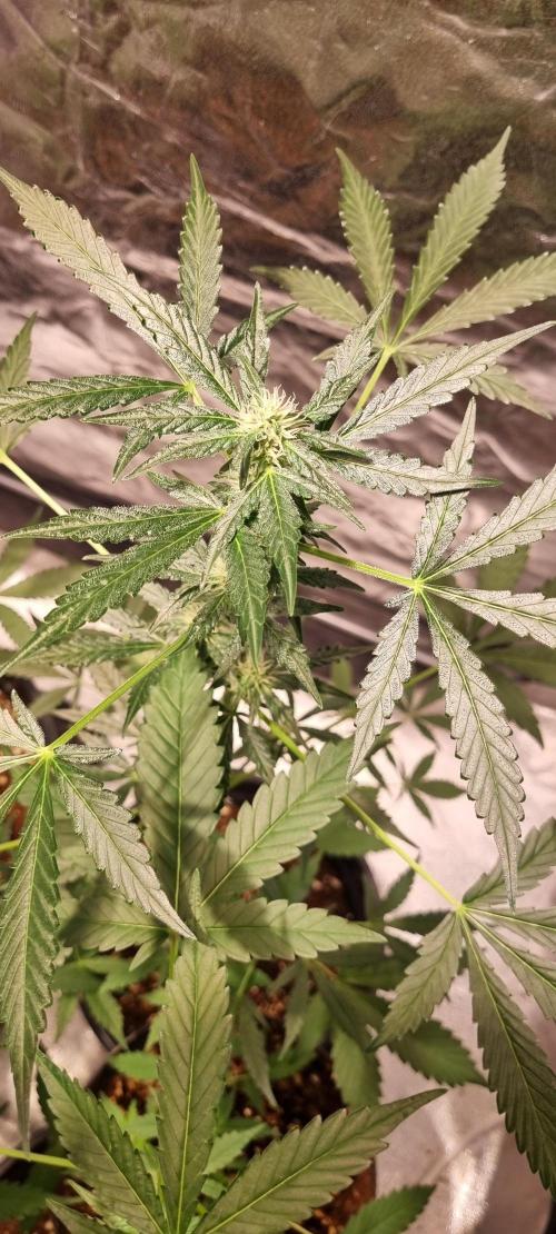 FASTBUDS. Week 5