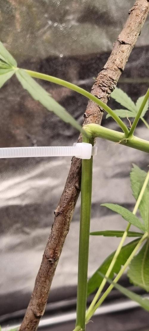 FASTBUDS. Week 5