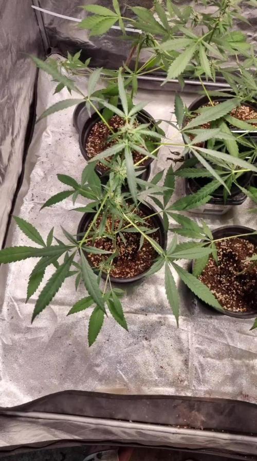 FASTBUDS