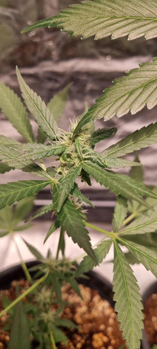 FASTBUDS. Week 5