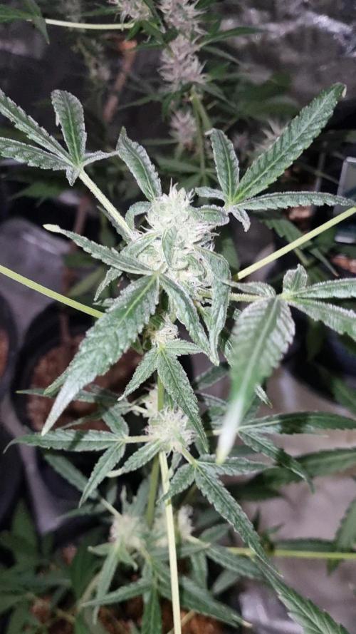 FASTBUDS. Week 6