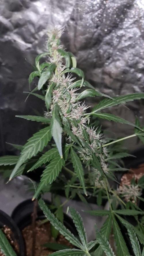 FASTBUDS. Week 6