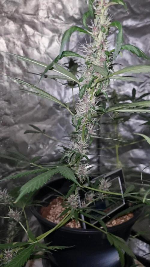 FASTBUDS. Week 6