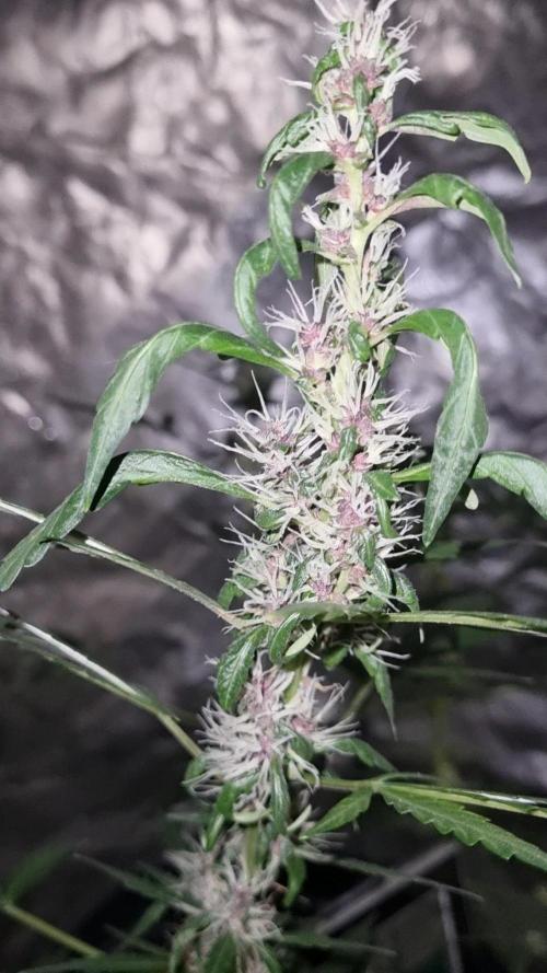 FASTBUDS. Week 6