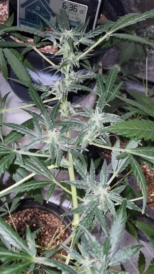 FASTBUDS. Week 6