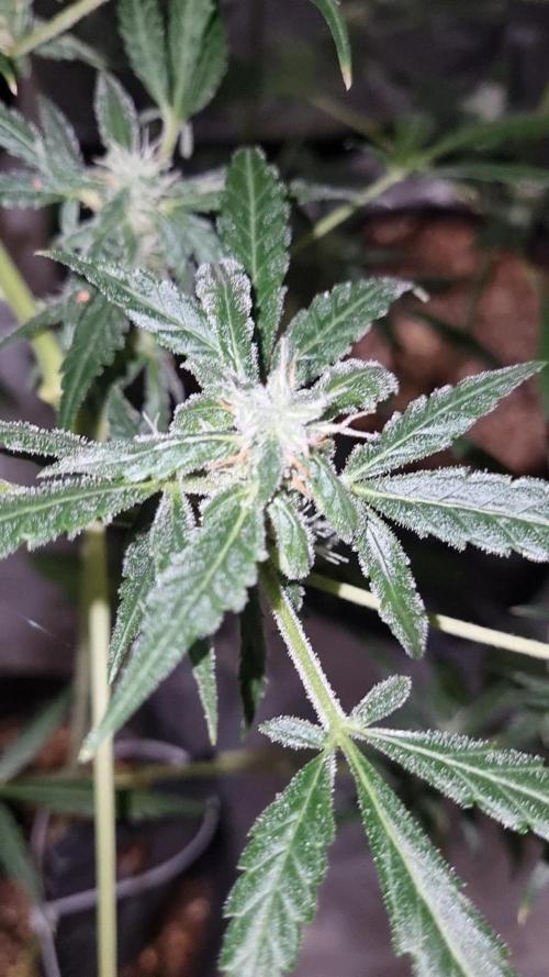 FASTBUDS. Week 6