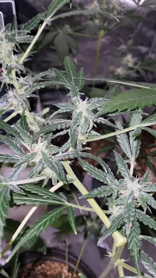 FASTBUDS. Week 6