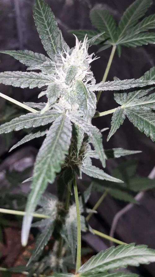 FASTBUDS. Week 6
