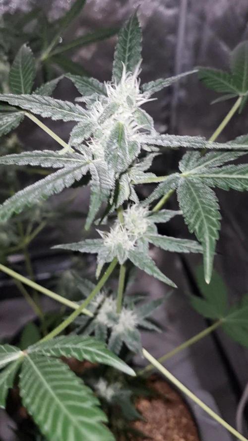 FASTBUDS. Week 6