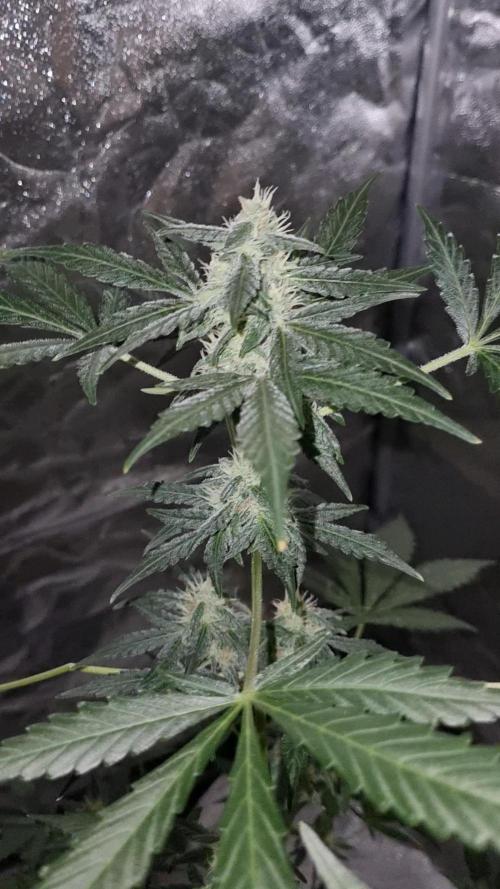 FASTBUDS. Week 6
