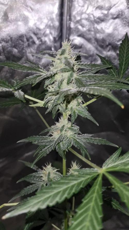 FASTBUDS. Week 6