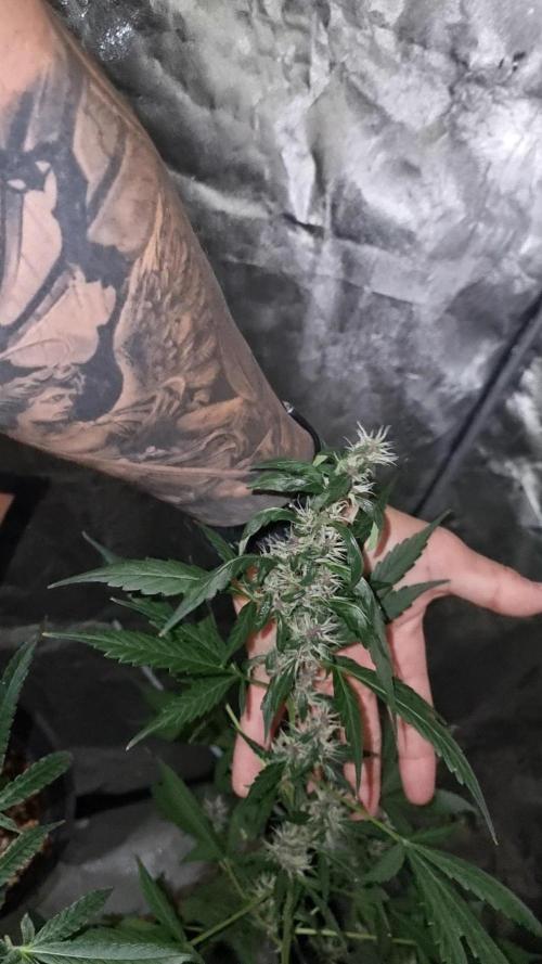 FASTBUDS. Week 6