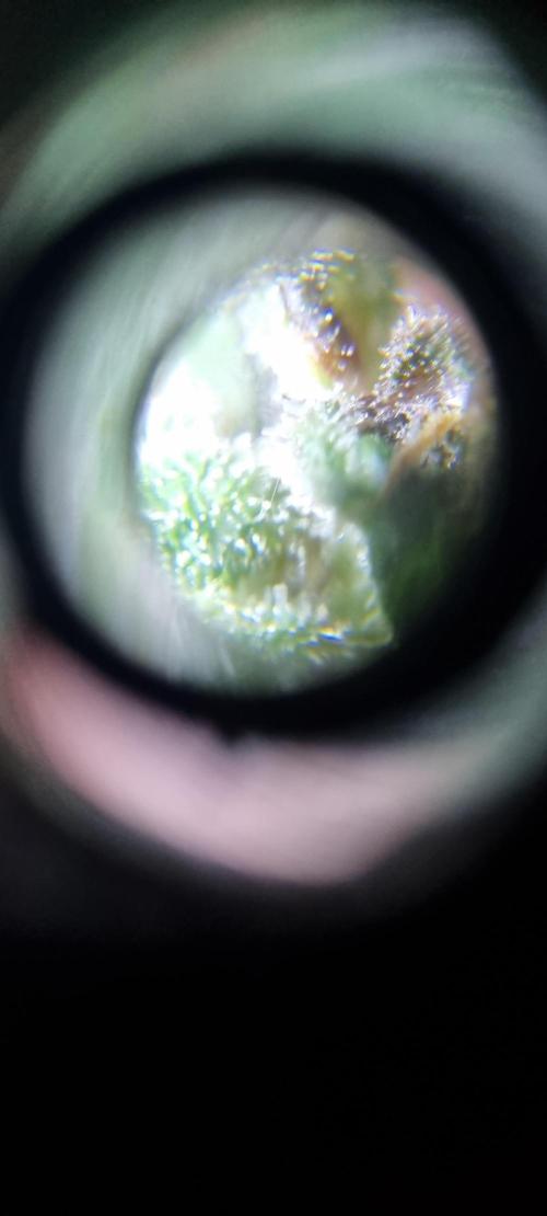 FASTBUDS. Week 7