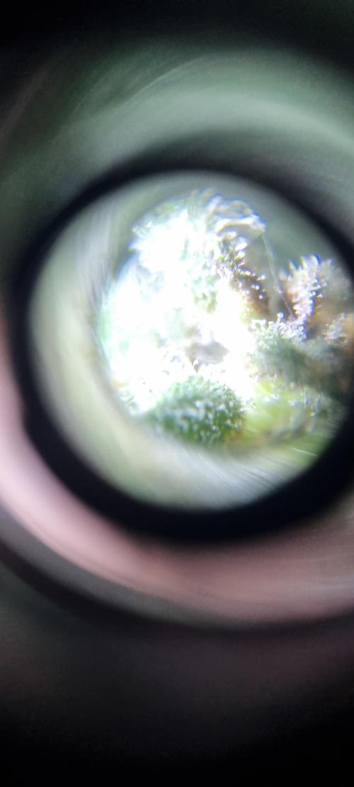 FASTBUDS. Week 7