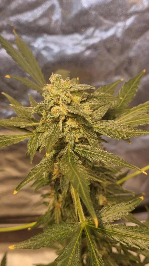 FASTBUDS. Week 8