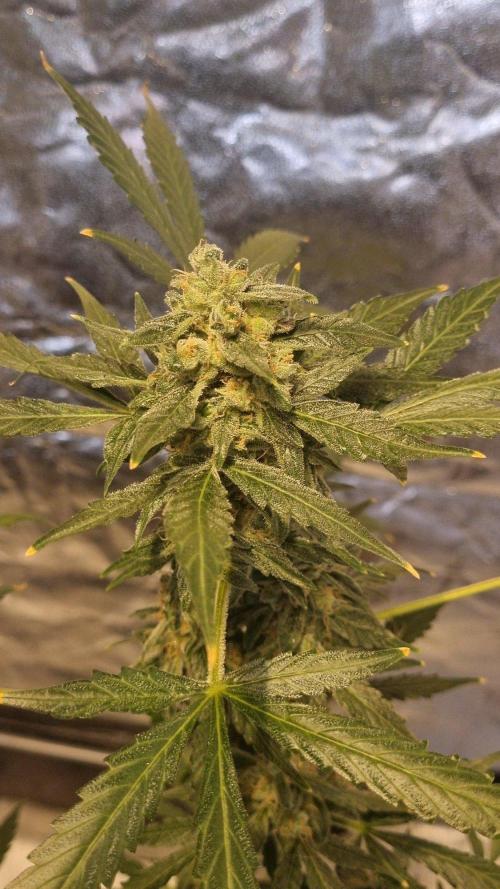 FASTBUDS. Week 9