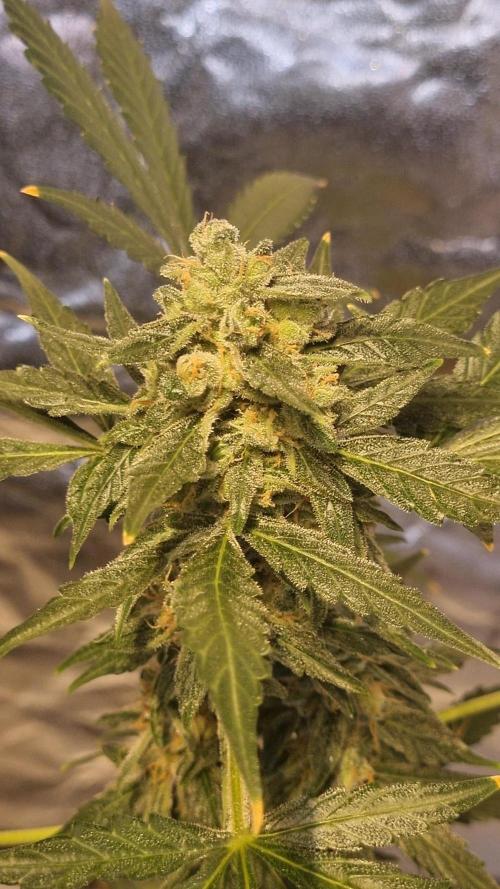 FASTBUDS. Week 9