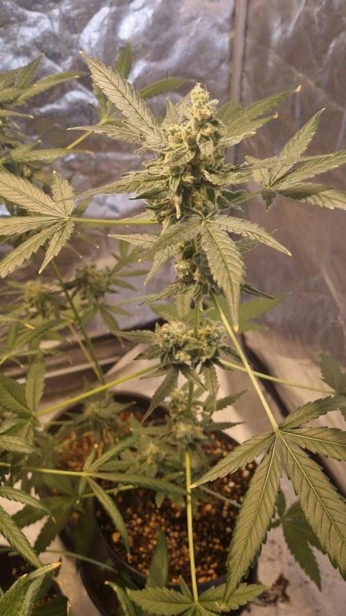FASTBUDS. Week 9