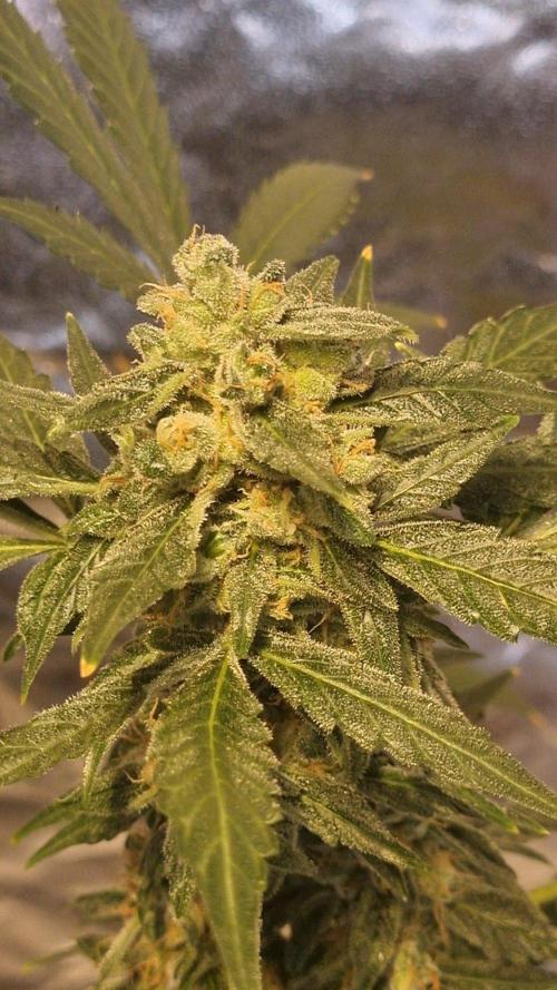 FASTBUDS. Week 9