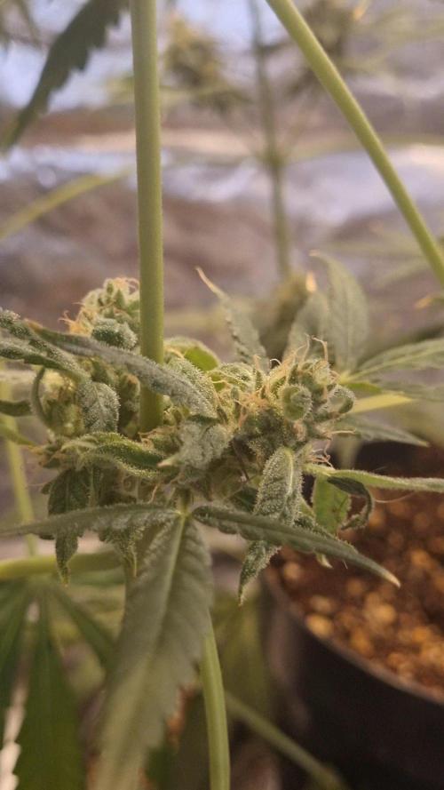 FASTBUDS. Week 9
