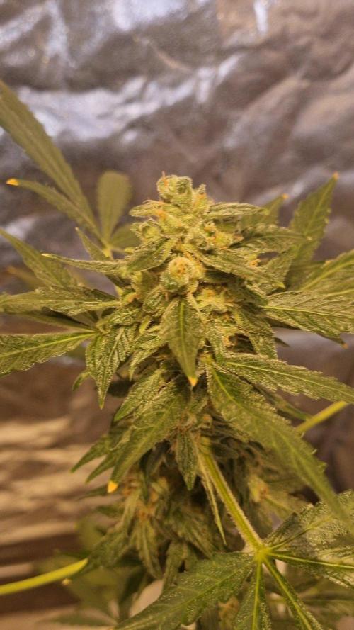 FASTBUDS. Week 9