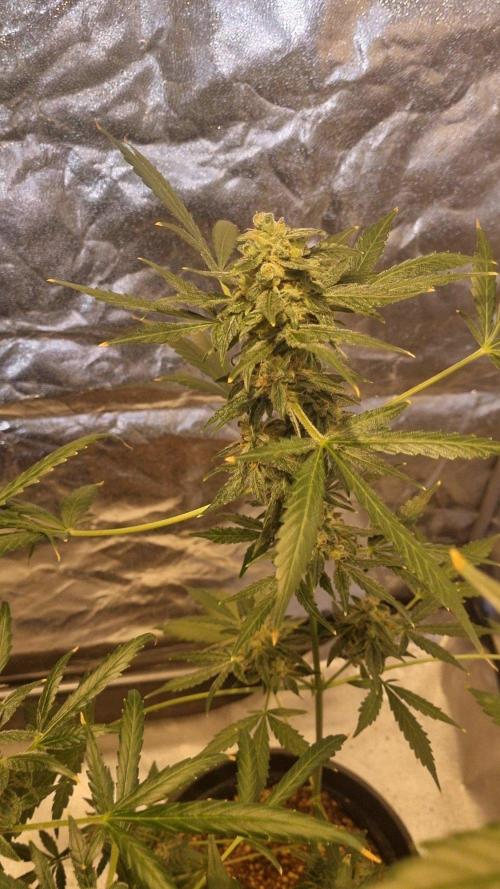 FASTBUDS. Week 9