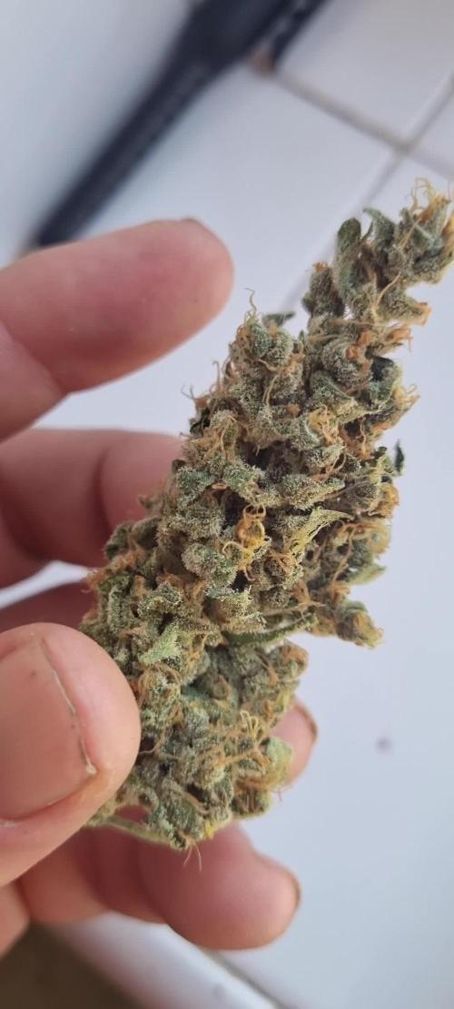 FASTBUDS