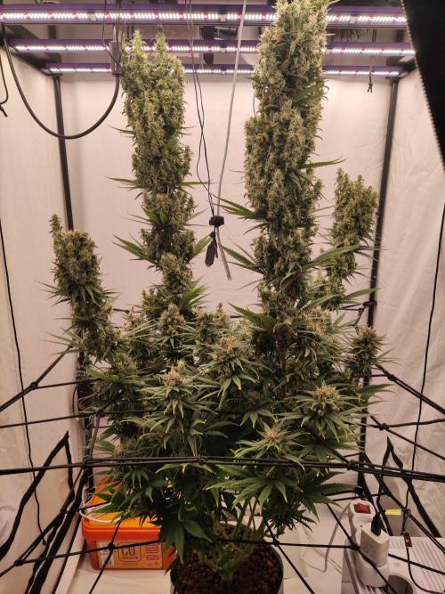 Barney's Bubba Kush. Week 12