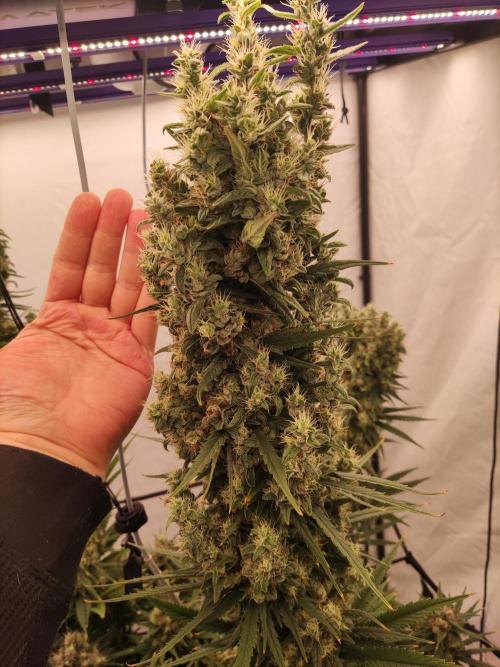 Barney's Bubba Kush. Week 12