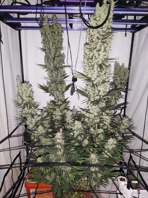 Barney's Bubba Kush. Week 12
