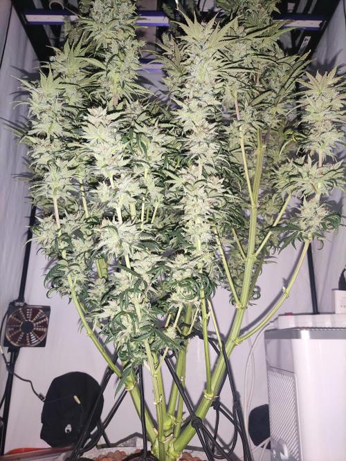 Barney's Bubba Kush. Week 12 - After partial removal of the large leaves, the day before harvest.