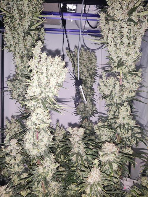 Barney's Bubba Kush. Week 12 - After partial removal of the large leaves, the day before harvest.