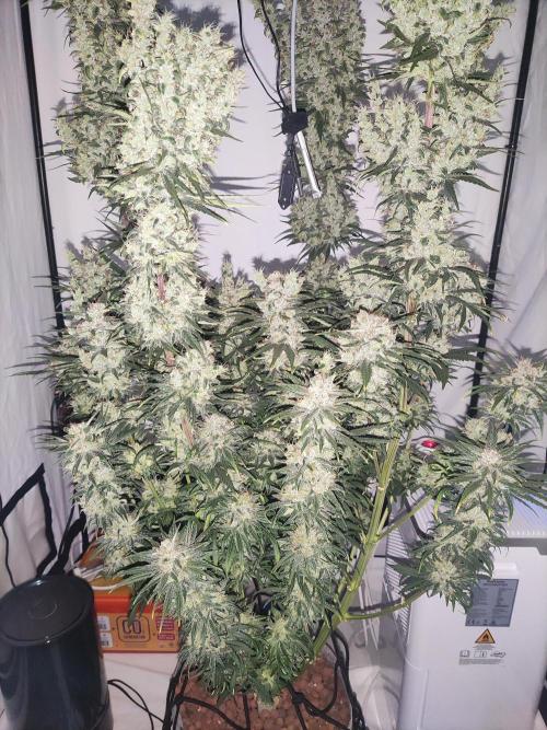 Barney's Bubba Kush. Week 12 - After partial removal of the large leaves, the day before harvest.