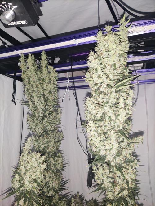 Barney's Bubba Kush. Week 12 - After partial removal of the large leaves, the day before harvest.
