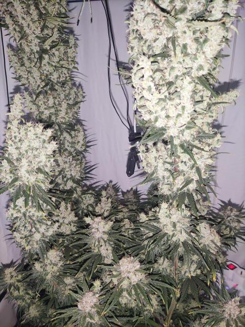 Barney's Bubba Kush. Week 12 - After partial removal of the large leaves, the day before harvest.